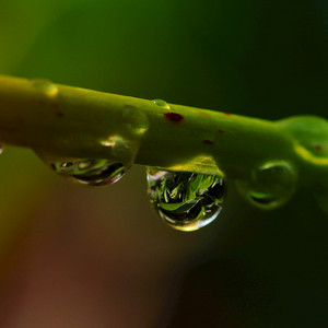 Alfonsino Chumpa - Valiente Girasol