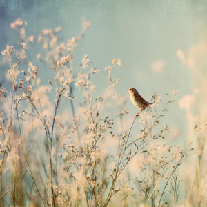 Piano Glow - Little Things (Piano with Nature Sounds)