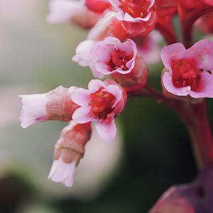 Fleurs by Loic Reeves