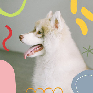 Backdrop for Chilling Dogs - Chill Out album