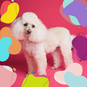 Piano Jazz - Ambiance for Calming Your Doggie album