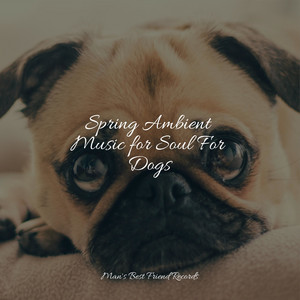 Spring Ambient Music for Soul For Dogs album