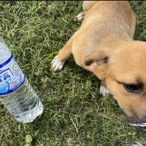 Richiifamous - corpse