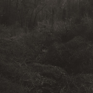 album cover: transient