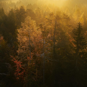 for now by natureboy.