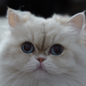 PUSSBLUDS — Гучніше