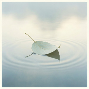 The Leaf Doesn't Choose the River by Tobias Schneider, TobiScores