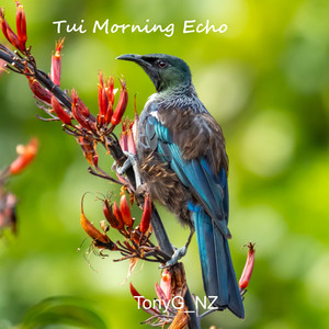 Tui Morning Echo by TonyG_NZ