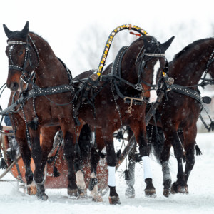 Leonardo Travensoli - Ты рождена, чтобы сиять!