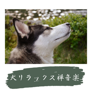 猫と一緒にリラックス音楽 Song By 禅リラックス Spotify