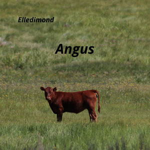 Angus by Elledimond