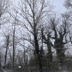 The Deserted Nocturne by Trevor Roland Music