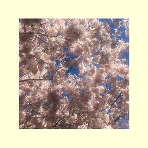 forthcoming by Reverse Midas