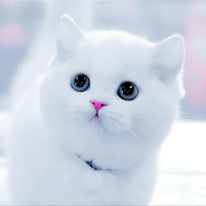 Cute Kitten Meow 4 by AdiKids
