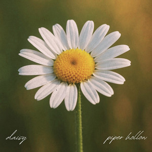 Daisy by piper hollow