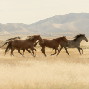 Leonardo Travensoli - You Were Born to Shine!