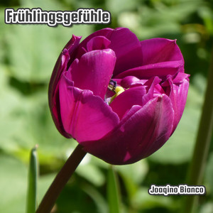 Frühlingsgefühle by Joaqino Bianco