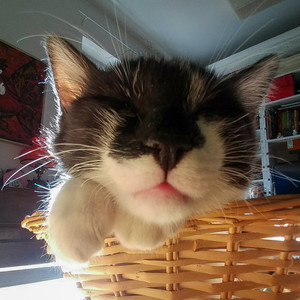 gatto sul tavolino