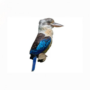 KOOKABURRA! by DATBOYHAJ