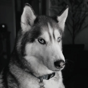 Vintage Ambiance for Calming Pups album