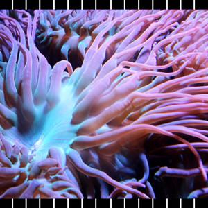 Coelenterate by 97 Sound Signal