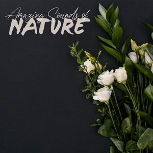 Deep Sleep Moonlight Academy - Nature Sounds