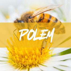 POLEM by Sus4n Beatz