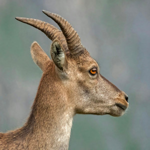 YTG - the noise a goat makes