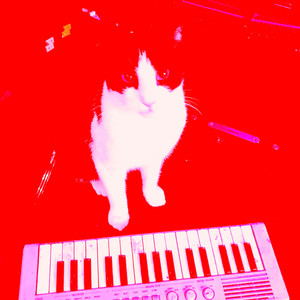 Picasio Cat - Shape of You (Cover Version)