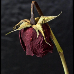 DEAD ROSES