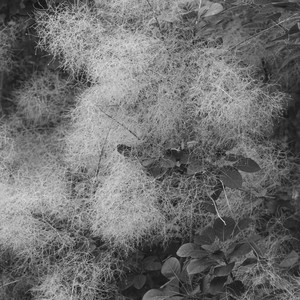Presence by My second guess