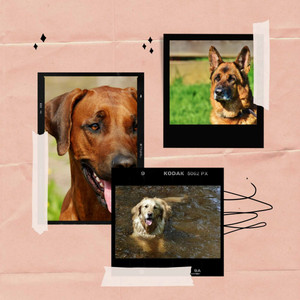Music for Resting Dog - Modern Electric Guitars album