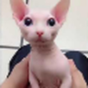 ZanZiglatore - WINKLER SQUINKLER