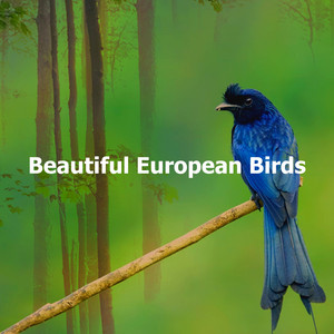 Beautiful European Birds album
