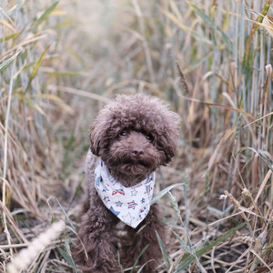 Successful Jazz Trio - Ambiance for Mans Best Friend album