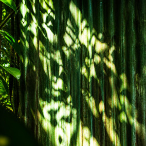 Lime Tree by Pavva