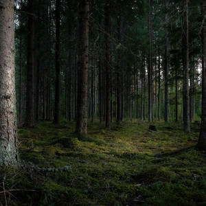 FOREST by ADHD