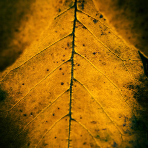 November South & South for Winter - The Gold