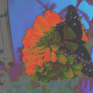 Canción para Estrella by Flores del Otoño