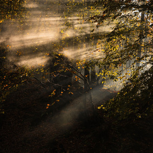 trickle down by ashley moss