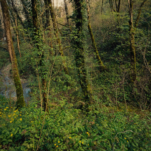 A Forest Like This: Birds & Stream by Tish'