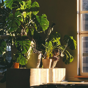 sunlit by Luke Hall