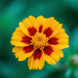 citra johnes - Hope Never Lets Go