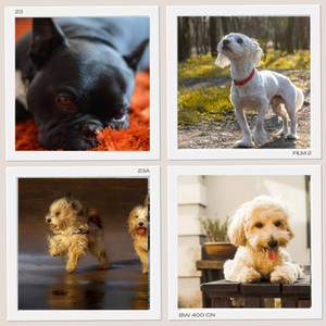 Mind-blowing Background Music for Lonely Pups album