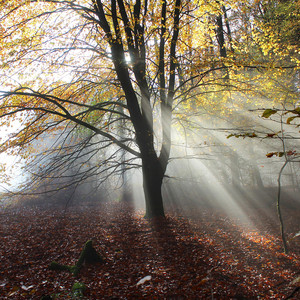 Electric Instrumental Vibes - Mystical Autumn (Original Motion Picture Soundtrack)