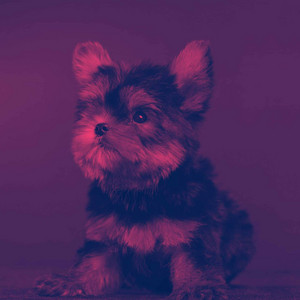 Music for Bright-Eyed Doggy album