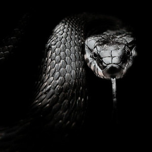 Viper by Just The Aftershock