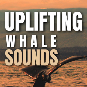 Uplifting Whale Sounds album