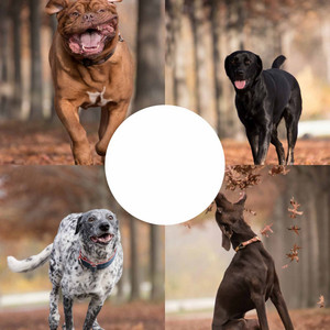 (Tenor Sax and Trumpet Solos) Music for Doggy Safe Space album