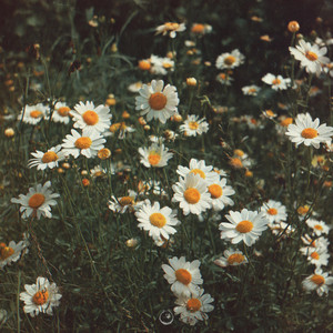 DAISIES by Sans Effort